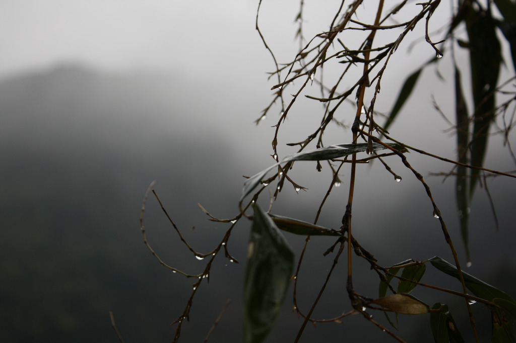 今日は雨・・・