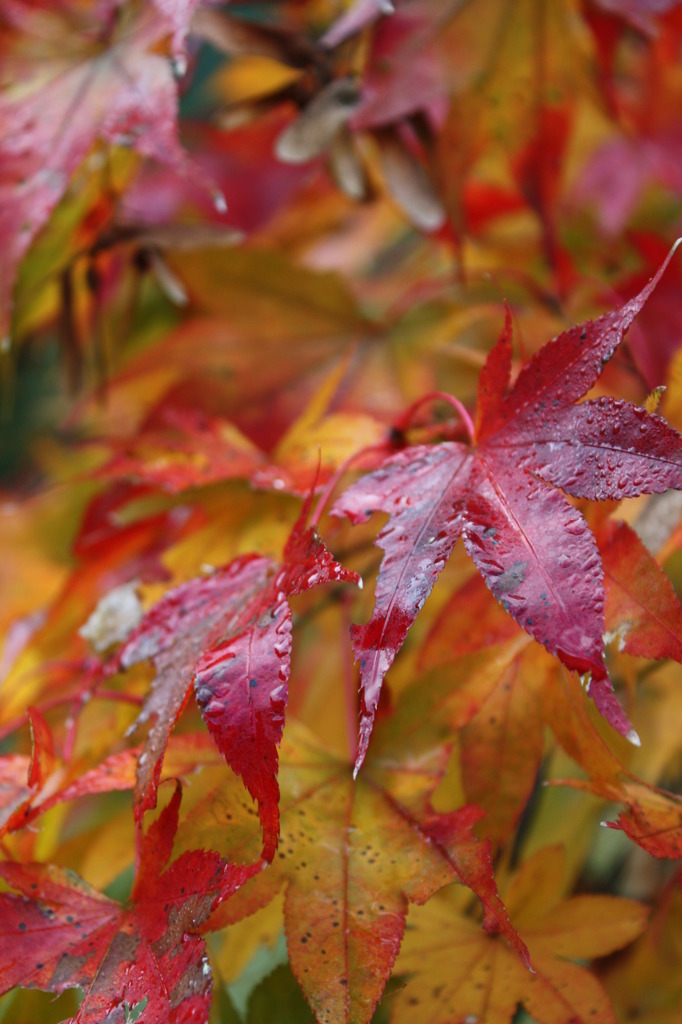 紅葉と朝露