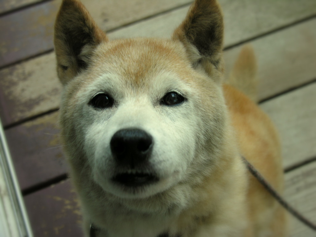 チーズちょうだい！