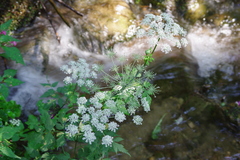 川辺の花