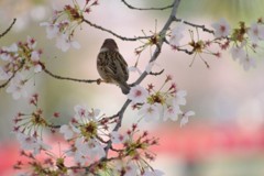 花鳥図～春