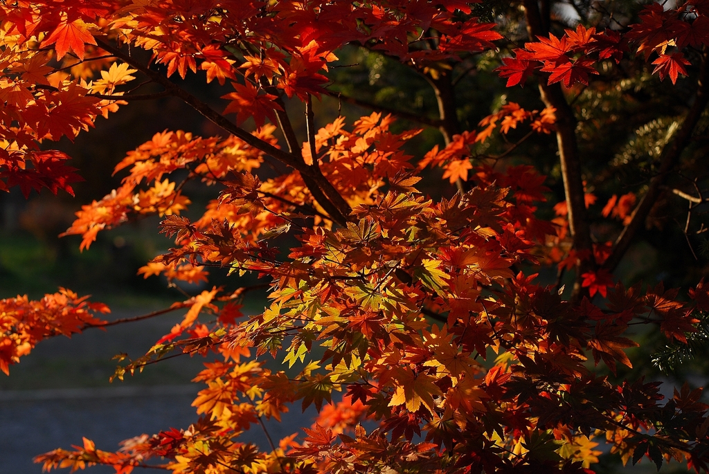 Red leaves