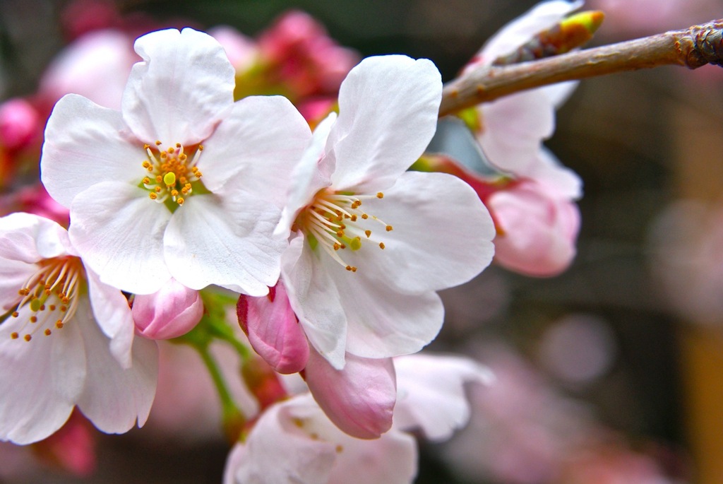 日本人の心に桜咲け！