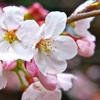 日本人の心に桜咲け！