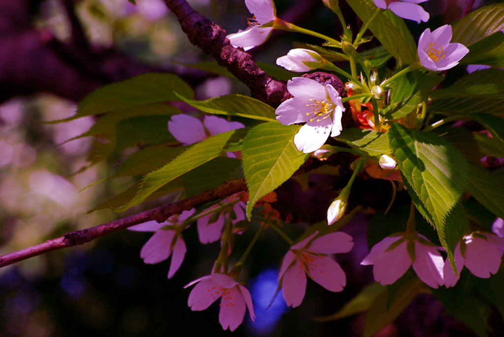 SAKURA series 2