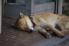 ぐっすり