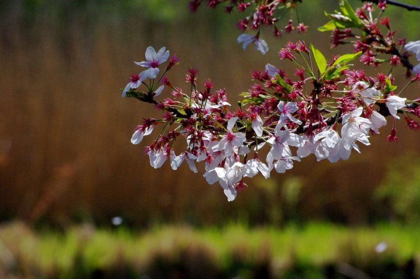 桜の舞う頃