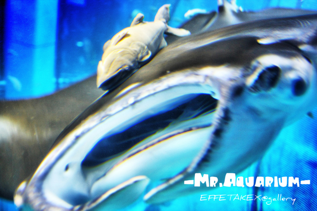 Mr.Aquarium