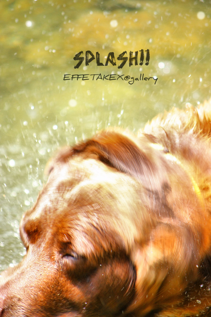splash!!