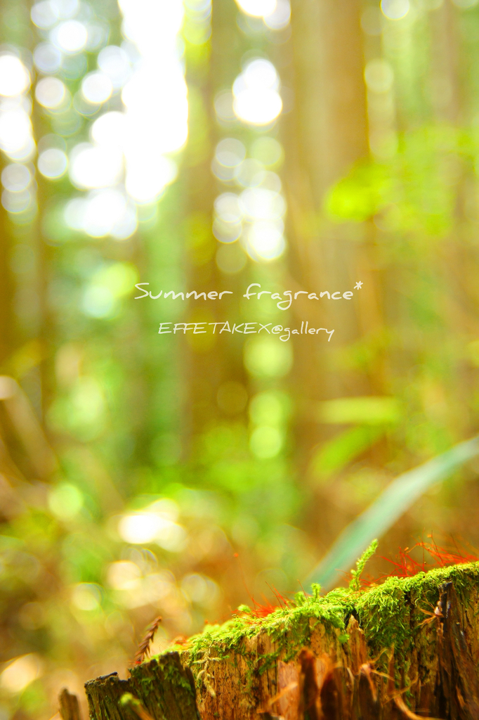 Summer fragrance