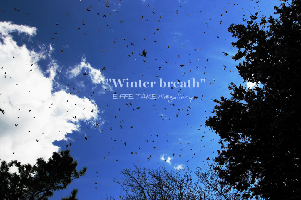 winter breath