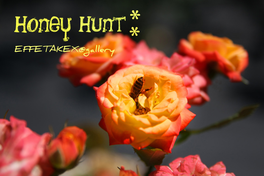 honey hant