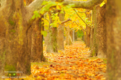 Narrow colored avenue