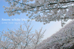 Snow white blossom
