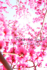 Rise to Light