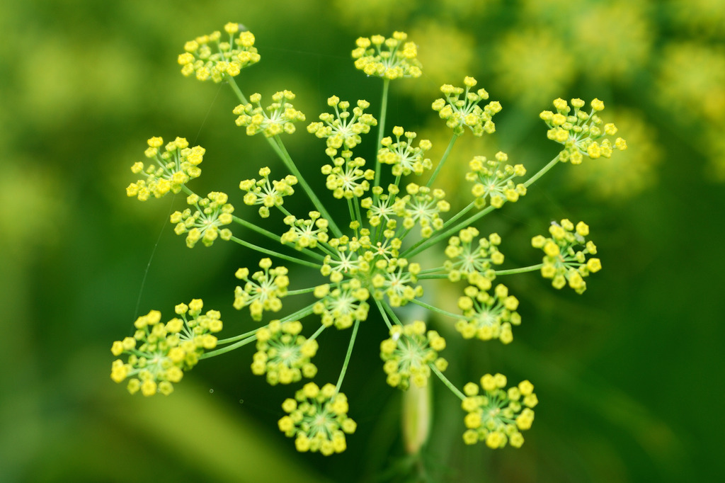 なんの花？