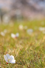 落ち桜