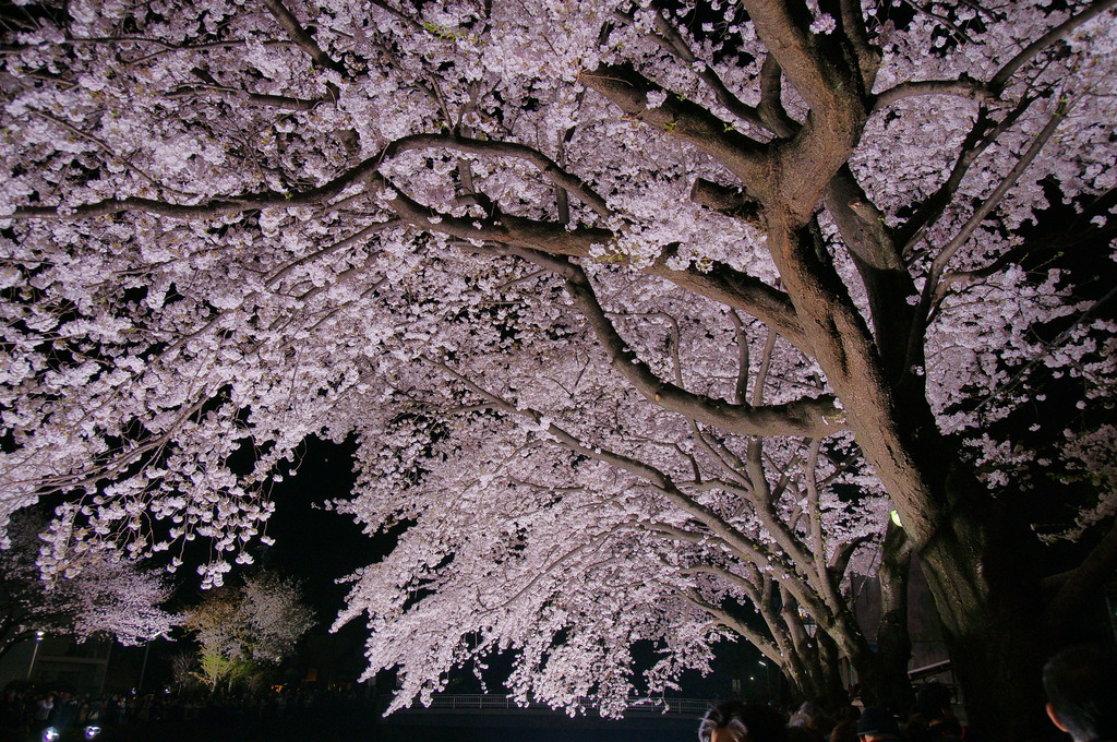 野川の夜桜２