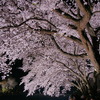 野川の夜桜２