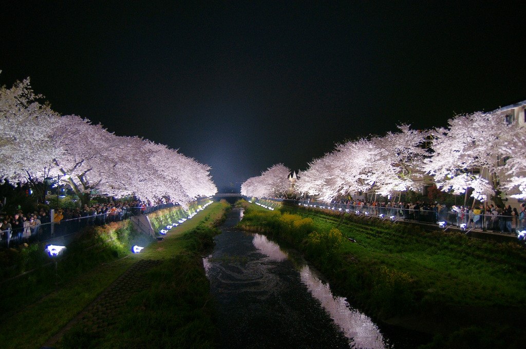 野川の夜桜