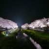 野川の夜桜