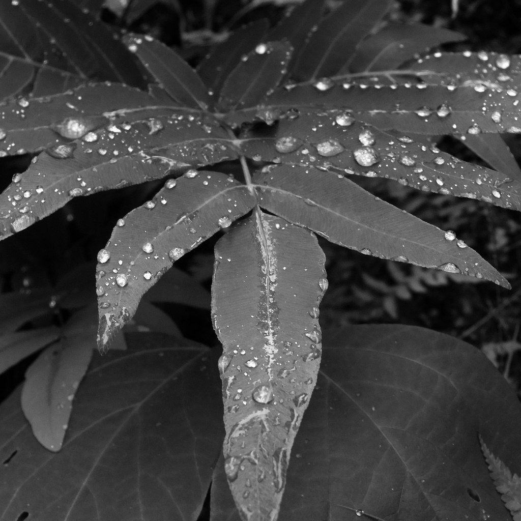 雨の後