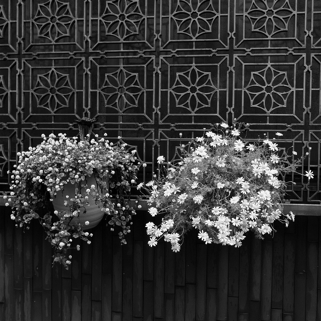 ３種の花