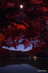月明かりに照らされた紅葉