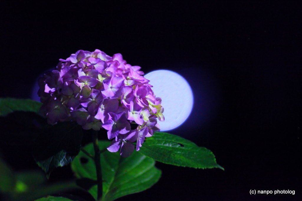 月夜の晩に・・