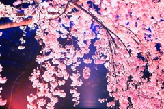 しだれ桜