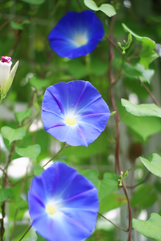 ヘブンリーブルー