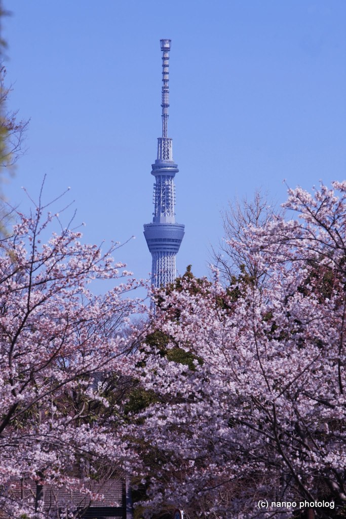 東京スカイツリー