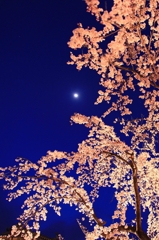 月の夜のしだれ桜