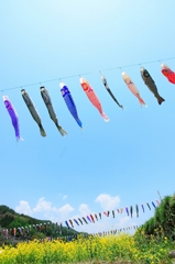 こいのぼり　大空を泳ぐ