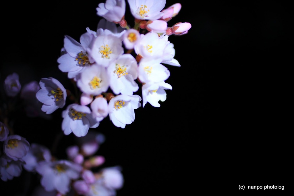 宝寿院　夢窓国師　桜