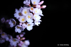 宝寿院　夢窓国師　桜