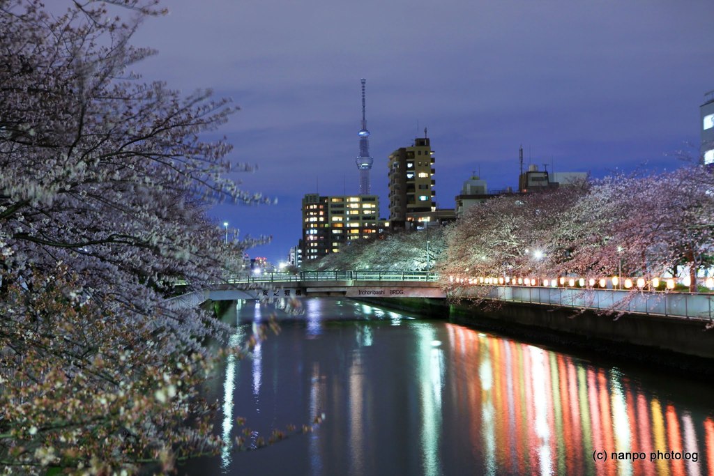 夜桜