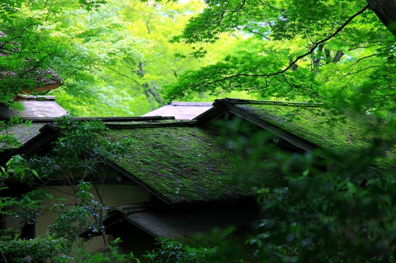 屋根の趣