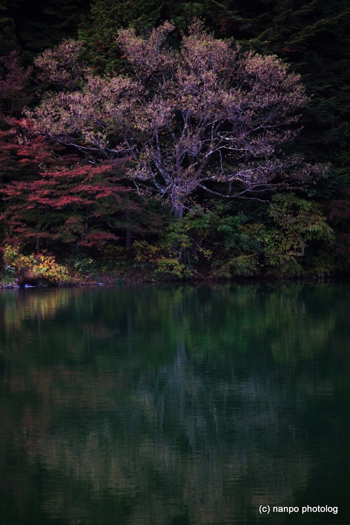 紅葉