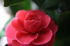 庭に咲くツバキ 庭に咲くツバキ