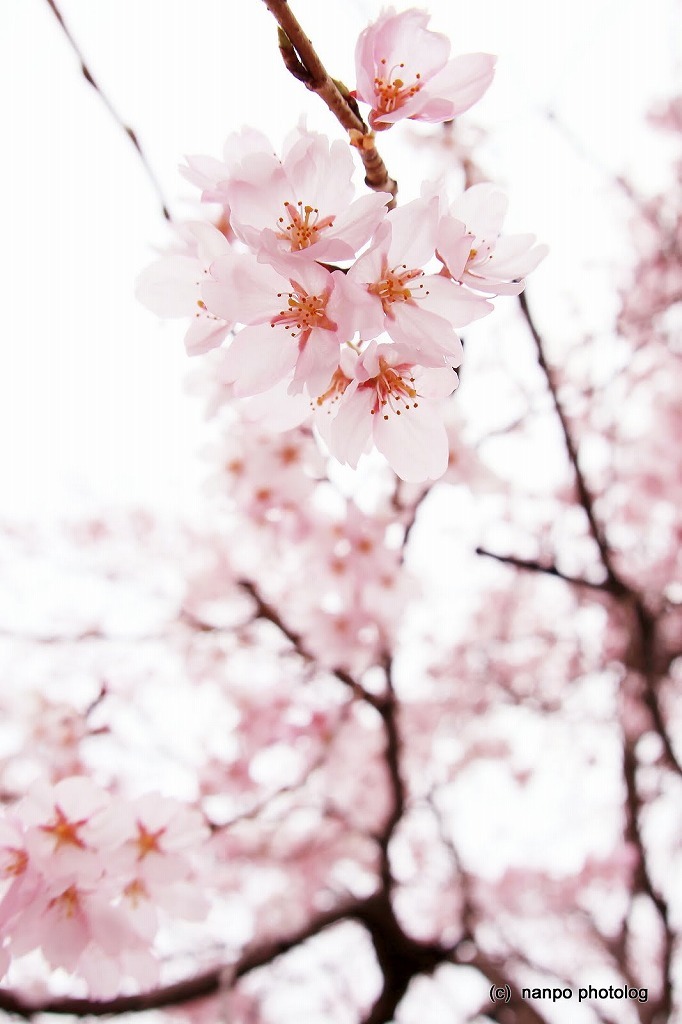 桜模様・・・
