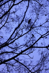 冬の到来 冬の到来