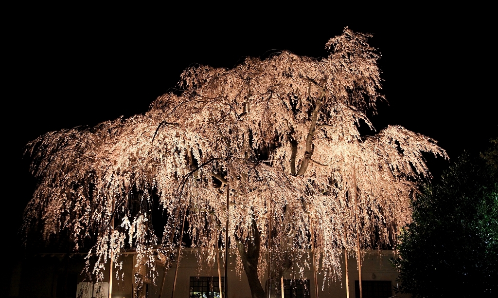 しだれ桜