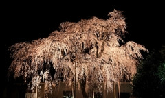 しだれ桜