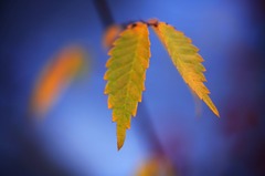 小さな秋 小さな秋