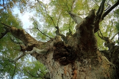 欅、時が刻むもの 欅、時が刻むもの