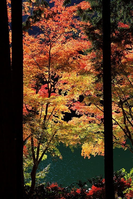 紅葉2009　伊奈ヶ湖（山梨県）