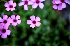 小さな花