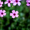 小さな花