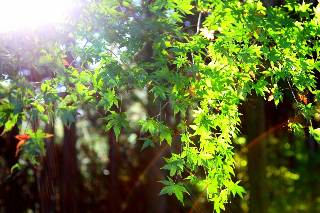 木漏れ日